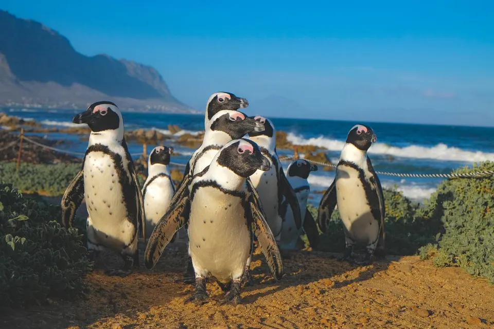 African penguins on the coast near Cape Town